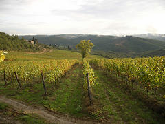 Tuscany wine tour